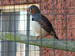 Jeg sælger zebrafinke