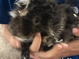 Marsvine haner - fuld voksen 