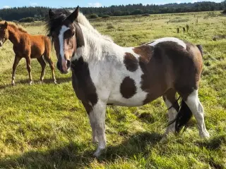3 års vallak, ca. 135 i stang
