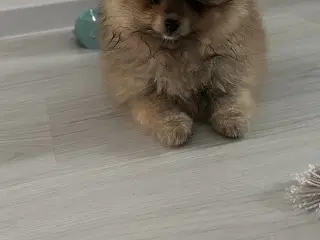 Hund Pomeranian