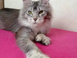 Maine coon 