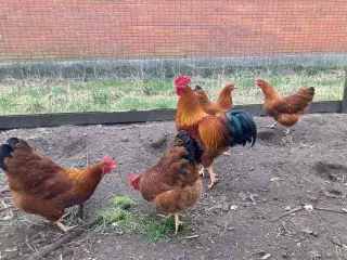 Rugeæg 