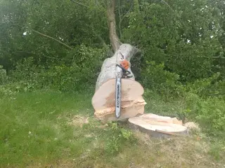 Træ,brænde, selvskovning 