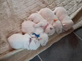 dejlige hvalpe søger nyt hjem