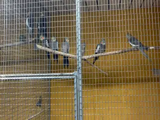 Nymferparekitter 