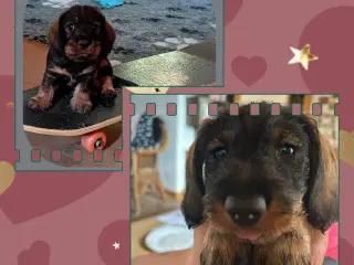 Ruhåret standard gravhund