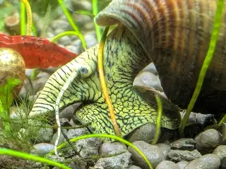 Tylomelania (Elefantsnegl) sælges