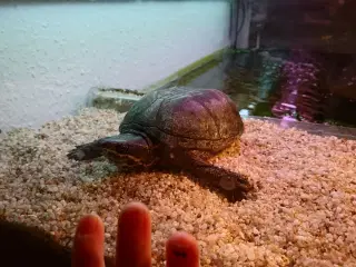 Skildpadde inklusiv akvarie