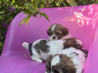 Hvalp Cavapo/ Thi tzu