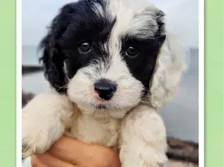 Søde cavapoo hvalpe klar til eventyr