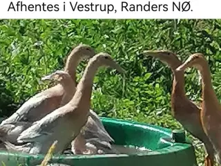 Løbeænder sælges fire stk tre ænder og en andrik