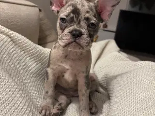 Fransk bulldog hvalp 
