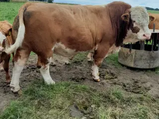 Simmentaler avlstyr