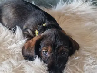 Ruhårdet standard vildfarvet gravhund