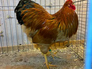 Dværg Wyandotter og Brune dværg Italiener