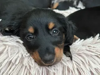 Langhåret dværg gravhund med stambog