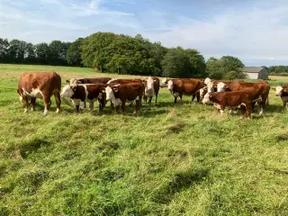 Hereford købes