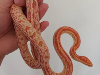 Kornsnog 