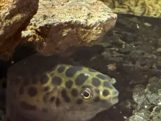Kuglefisk 