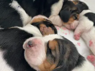 Basset Hound hvalpe