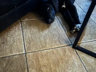 Kleinemünsterlænder/schæfer hvalp