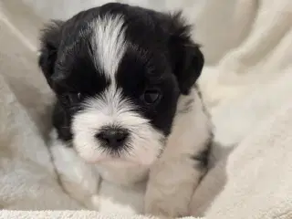 hunde hvalpe