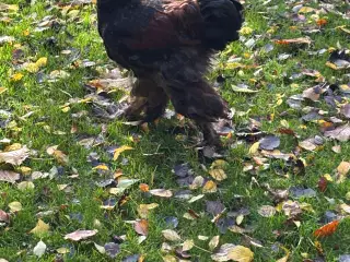 Guld sort båndet brahma