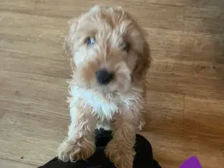 Cockapoo 