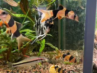 Trige akvariekælder