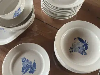 Fattigmands Blåblomst