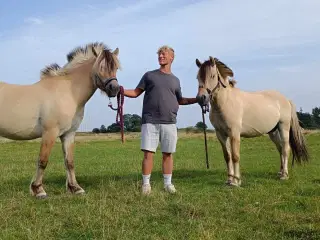 Fjordheste sælges 