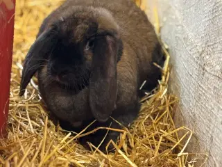 Kaninunger af stor race