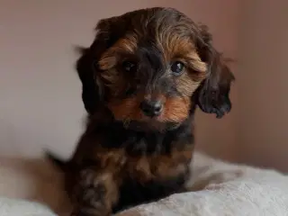 Doxiepoo