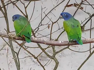 Blå hovedet pionus 