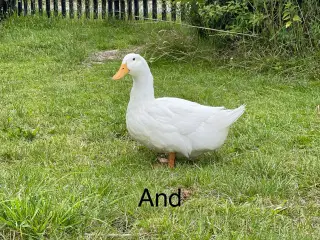 Danske landænder