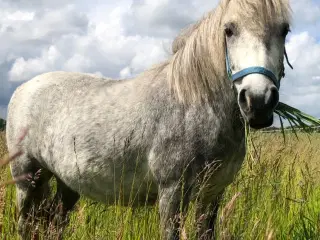 Sødeste lille ven søger nye græsgange. 