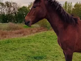 Max 1'er pony