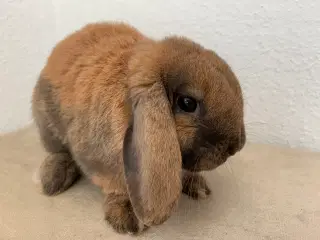 Mini lop han meget lille 