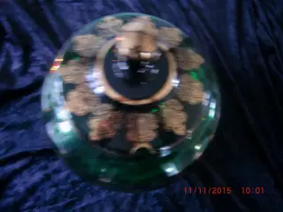 Glasbowle/punch