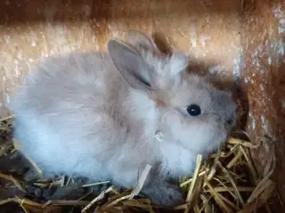 Kaninunger 