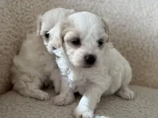 ✨ Bichon hvalpe ❤️