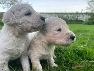 Allergivenlige goldendoodles hvalpe