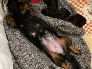 Miniature langhåret gravhund 