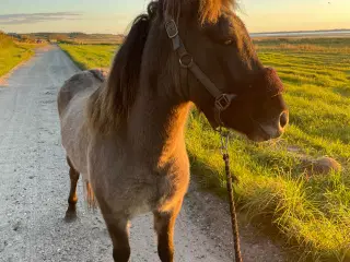 Islandsk ung vallak søger sin nye faste makker