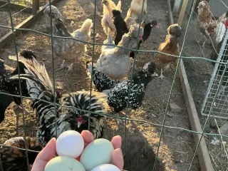 EKSTREMT PRODUKTIVE - Rugeæg fra dværghøns