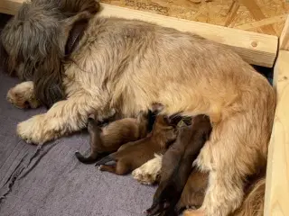 Hvalpe- shizu/lhasa apso
