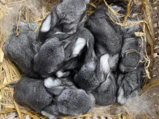 FRANSK VÆDDER HUN CHINCHILLA