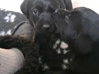 labrador formel 1