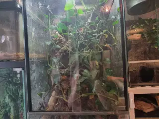 Jomfru gekkoer inkl. terrarium 