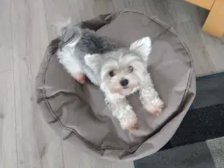 Søger hanhund biewer Yorkshire Terrier til parring